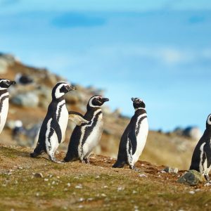 Experiencia con Pingüinos en Isla Magdalena