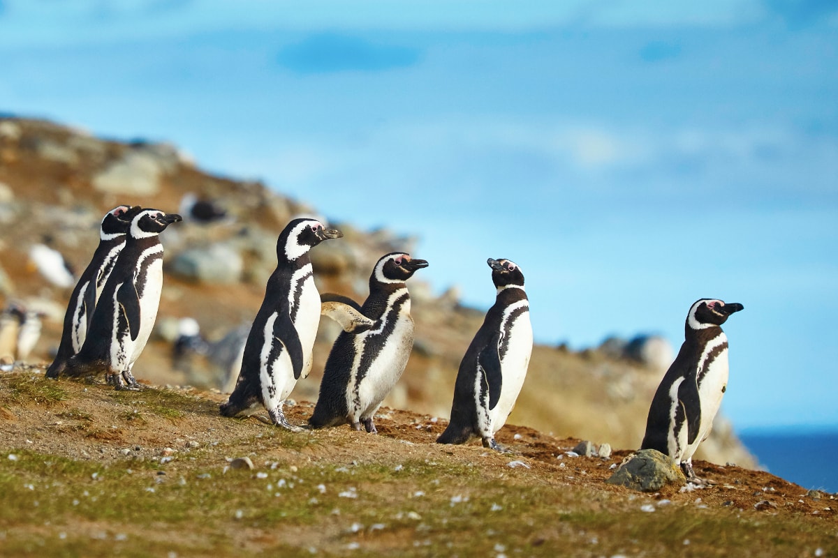 Experiencia con Pingüinos en Isla Magdalena